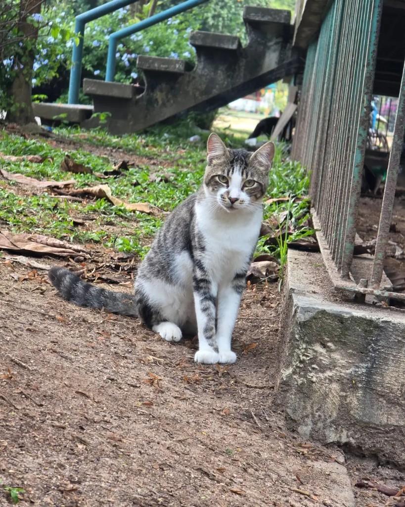 Baião, gato de porte médio para adoção em Rio de Janeiro - RJ — foto 3 de 6