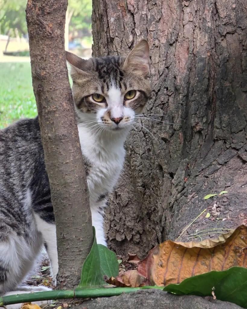Baião, gato de porte médio para adoção em Rio de Janeiro - RJ — foto 4 de 6