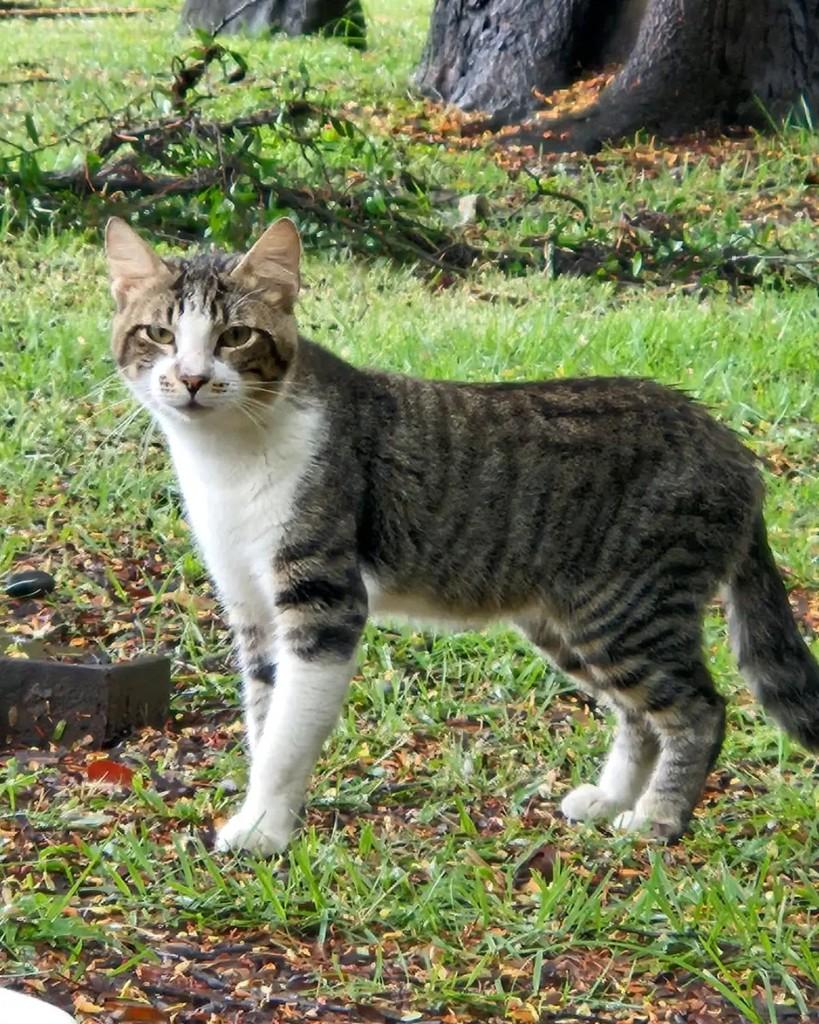 Baião, gato de porte médio para adoção em Rio de Janeiro - RJ — foto 5 de 6