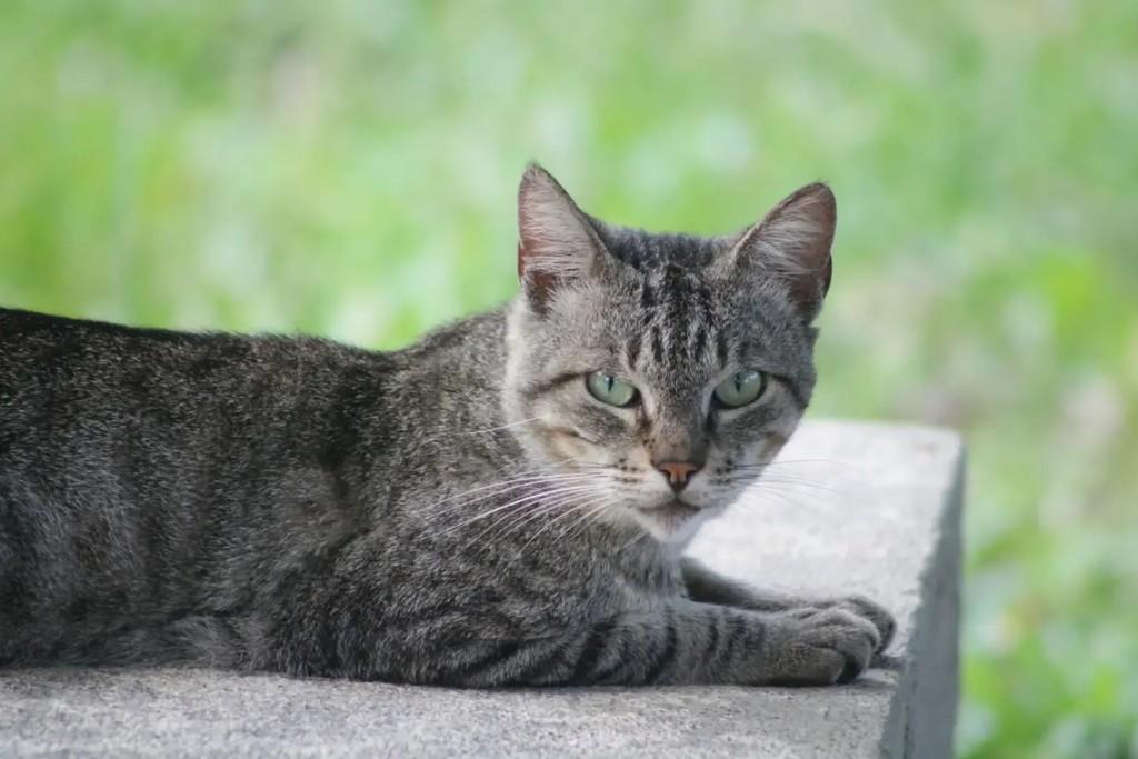 Taz, gato de porte pequeno para adoção em Rio de Janeiro - RJ