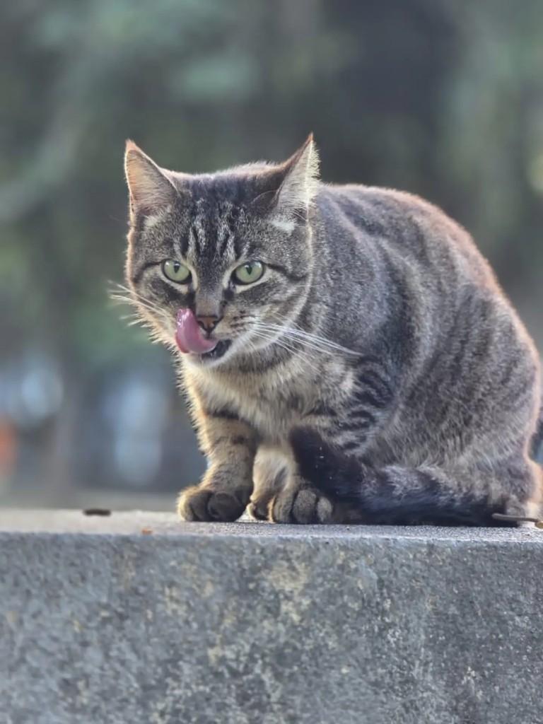 Taz, gato de porte pequeno para adoção em Rio de Janeiro - RJ — foto 2 de 5