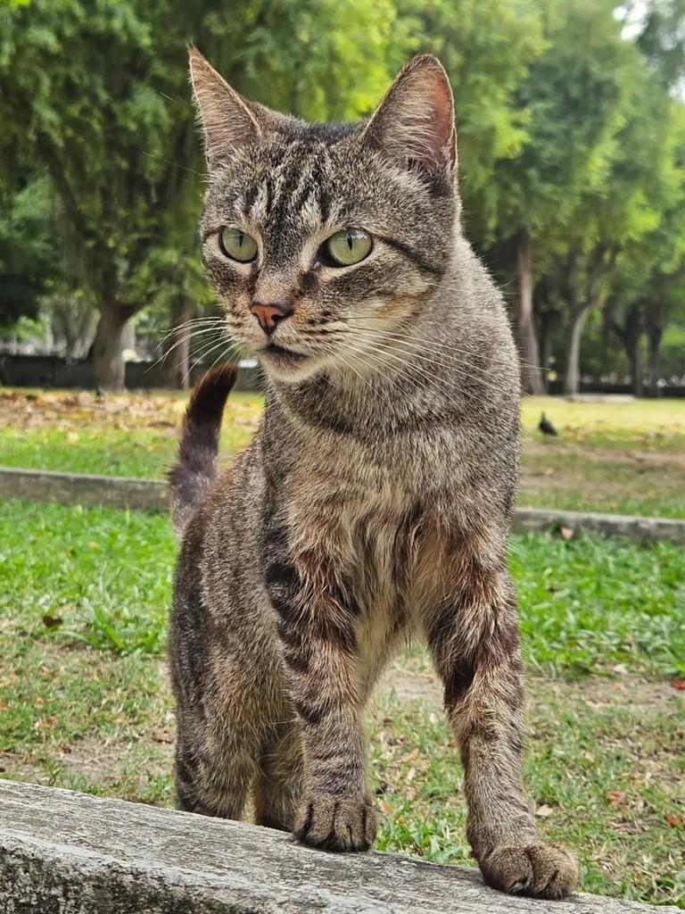 Taz, gato de porte pequeno para adoção em Rio de Janeiro - RJ — foto 3 de 5