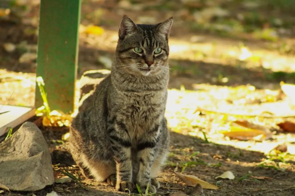 Taz, gato de porte pequeno para adoção em Rio de Janeiro - RJ — foto 4 de 5