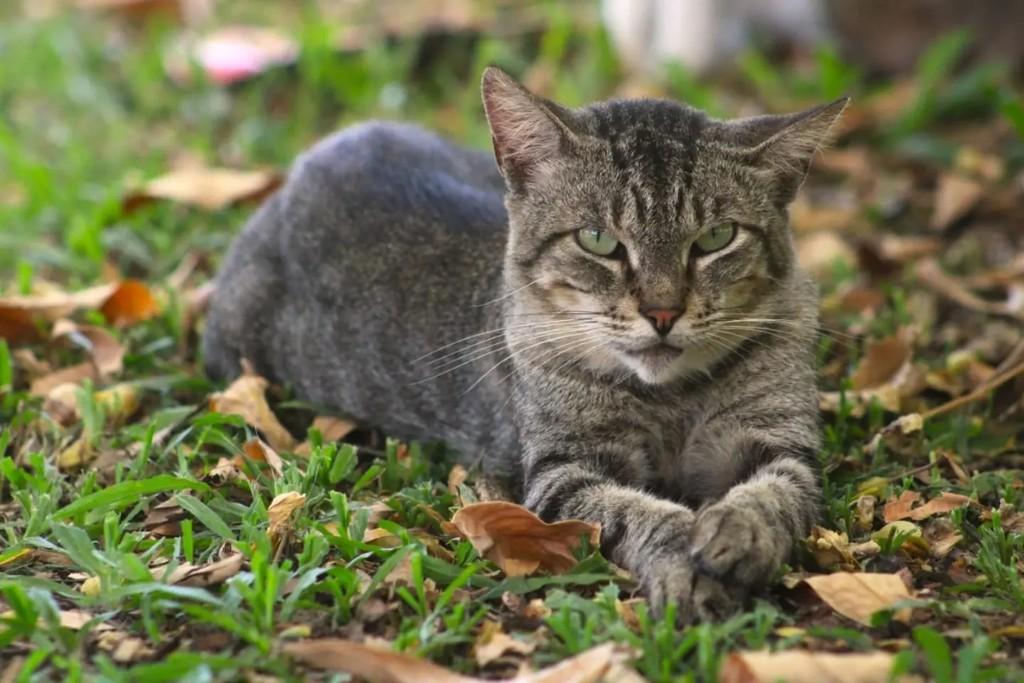 Taz, gato de porte pequeno para adoção em Rio de Janeiro - RJ — foto 5 de 5