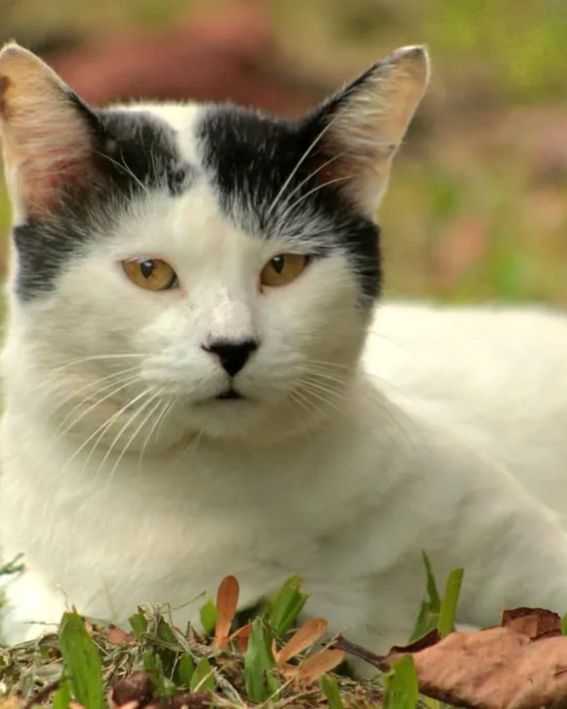 Juquinha, gato de porte médio para adoção em Rio de Janeiro - RJ