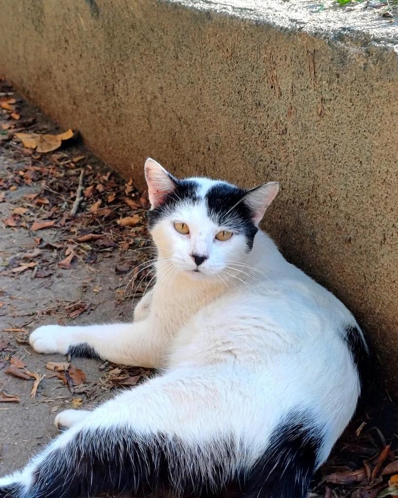 Juquinha, gato de porte médio para adoção em Rio de Janeiro - RJ — foto 2 de 17