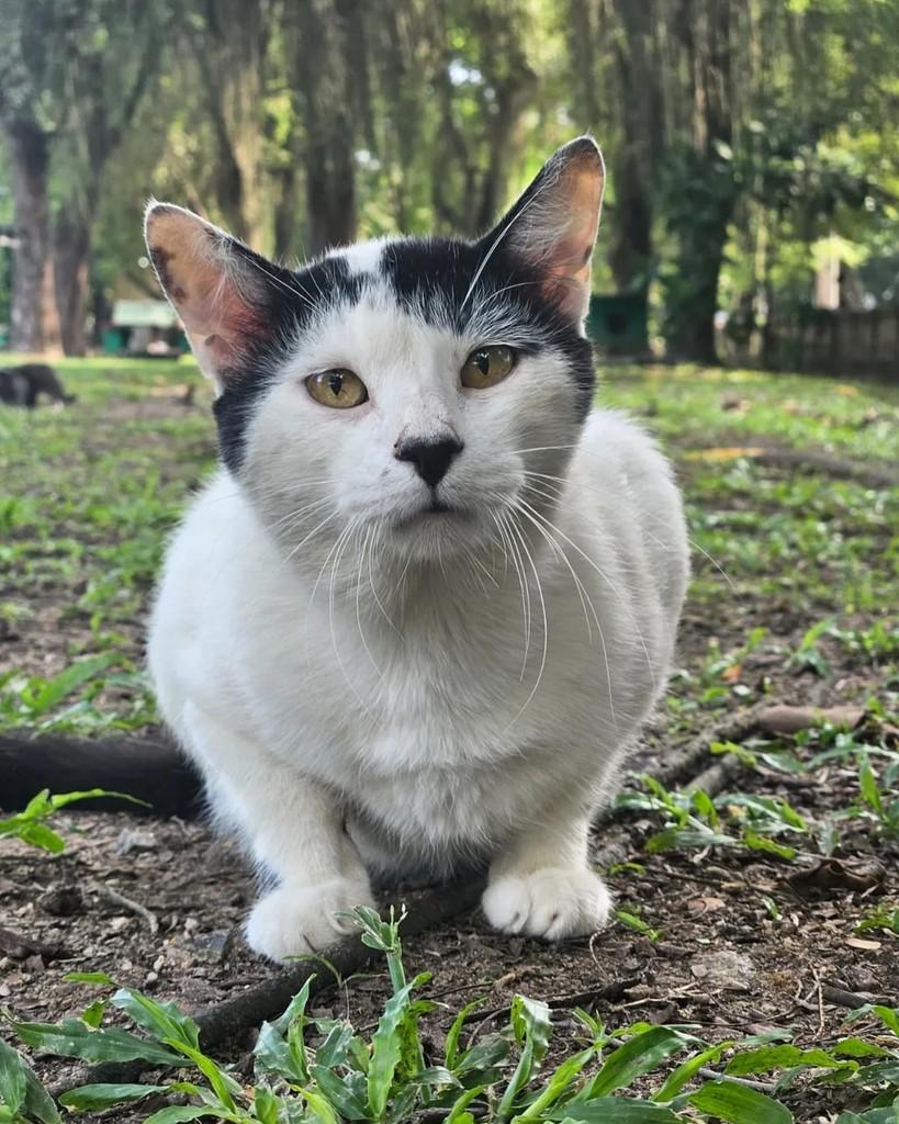 Juquinha, gato de porte médio para adoção em Rio de Janeiro - RJ — foto 3 de 17