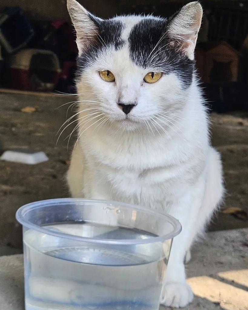 Juquinha, gato de porte médio para adoção em Rio de Janeiro - RJ — foto 4 de 17