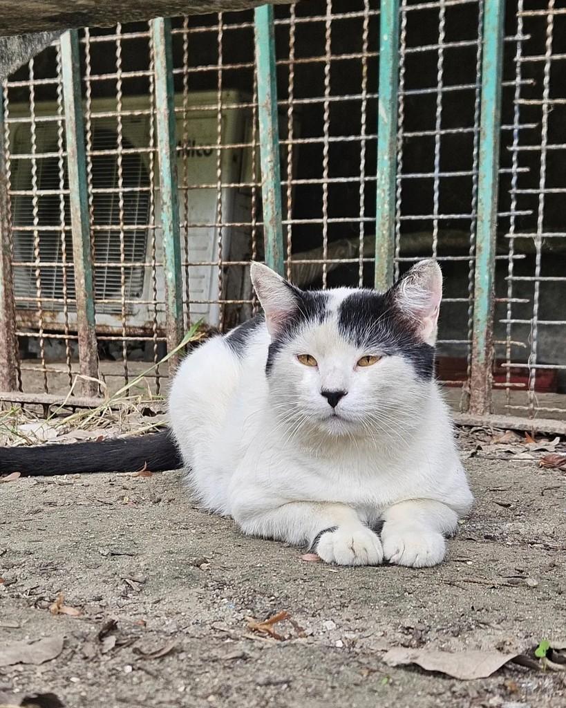 Juquinha, gato de porte médio para adoção em Rio de Janeiro - RJ — foto 5 de 17