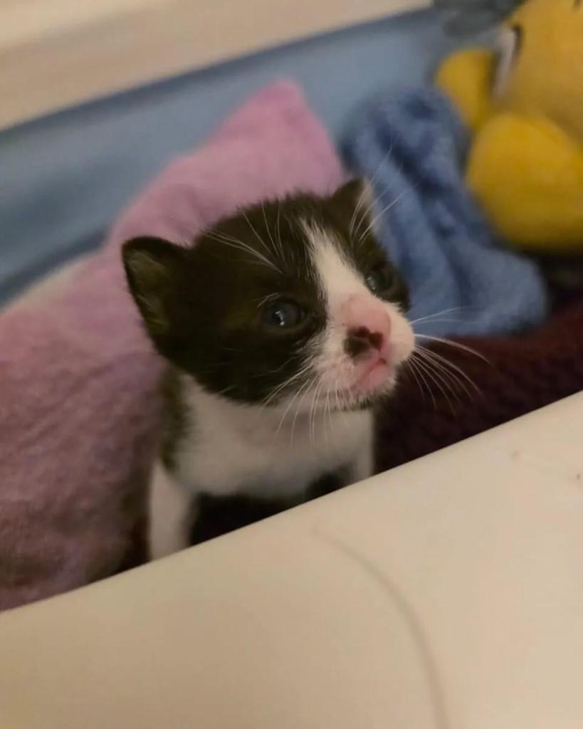 Vita, gata de porte pequeno para adoção em Rio de Janeiro - RJ