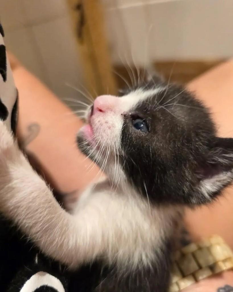 Vita, gata de porte pequeno para adoção em Rio de Janeiro - RJ — foto 2 de 4