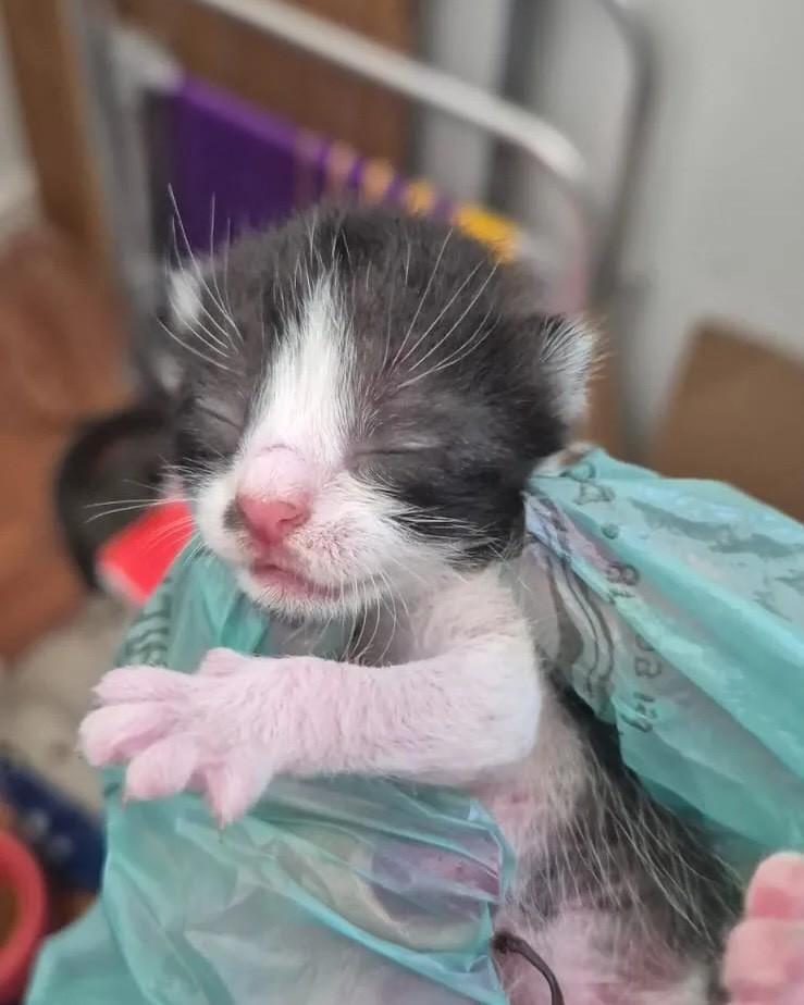 Vita, gata de porte pequeno para adoção em Rio de Janeiro - RJ — foto 3 de 4
