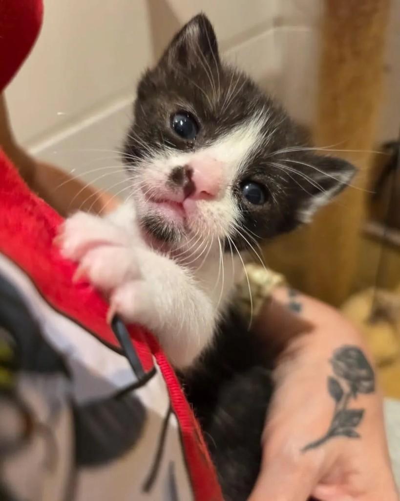 Vita, gata de porte pequeno para adoção em Rio de Janeiro - RJ — foto 4 de 4