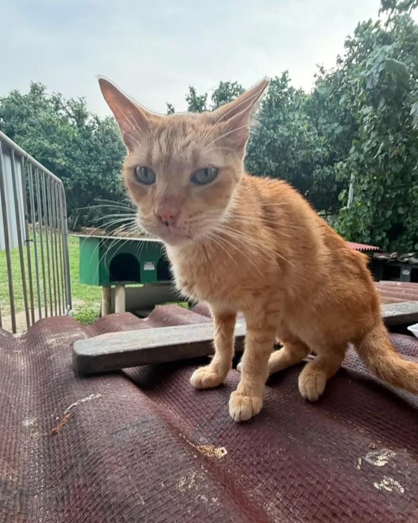 Alf, gato de porte médio para adoção em Rio de Janeiro - RJ