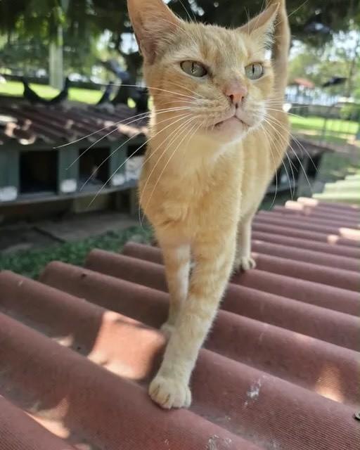 Alf, gato de porte médio para adoção em Rio de Janeiro - RJ — foto 2 de 5