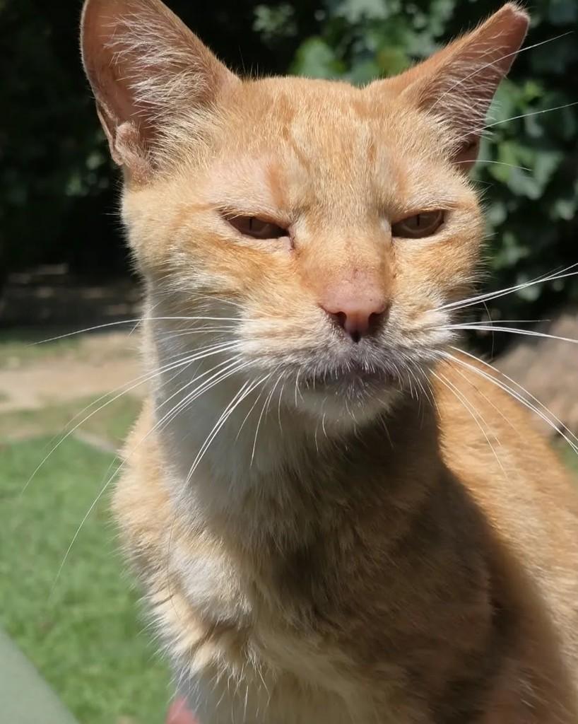 Alf, gato de porte médio para adoção em Rio de Janeiro - RJ — foto 3 de 5