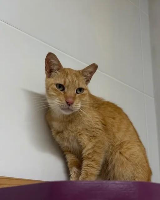 Alf, gato de porte médio para adoção em Rio de Janeiro - RJ — foto 4 de 5