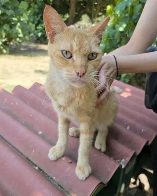 Alf, gato de porte médio para adoção em Rio de Janeiro - RJ — foto 5 de 5