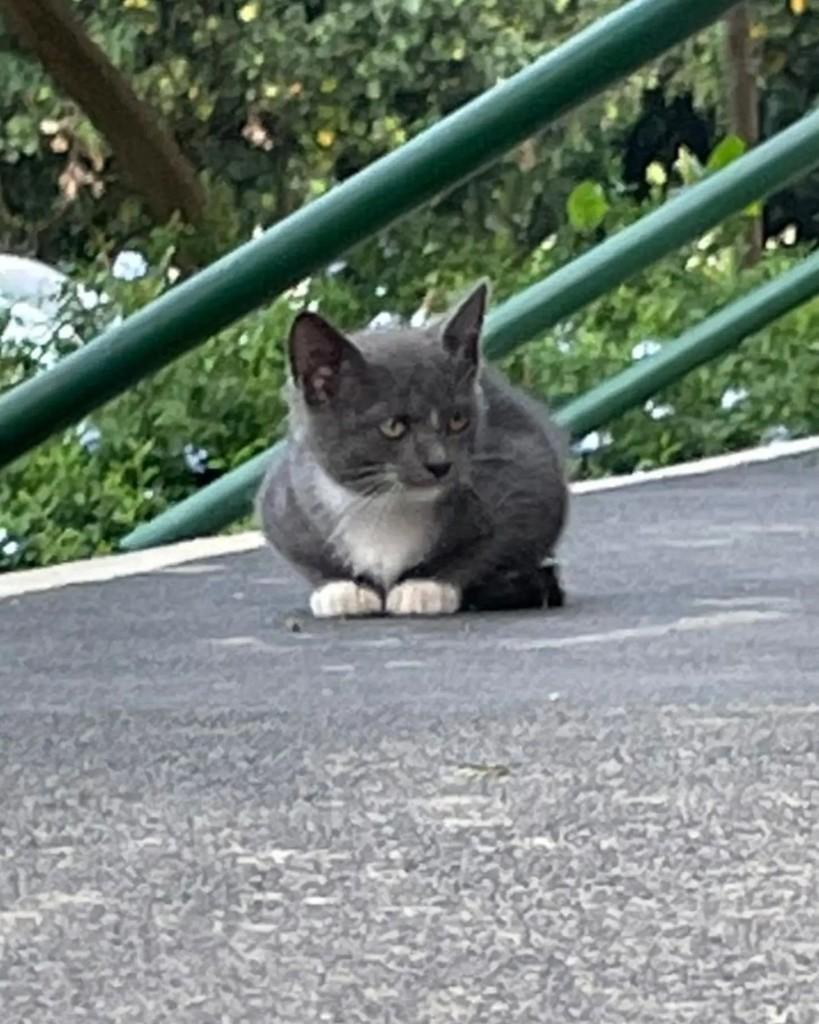 Fígara, gata de porte pequeno para adoção no Rio de Janeiro - RJ