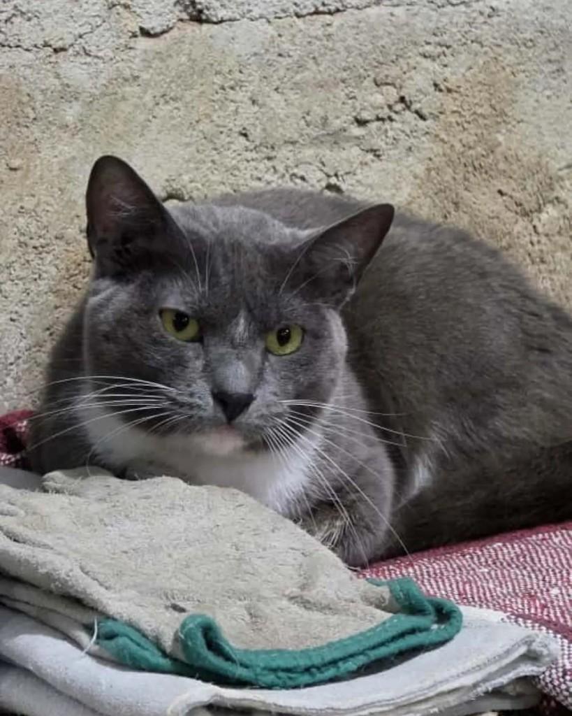 Fígara, gata de porte pequeno para adoção no Rio de Janeiro - RJ — foto 4 de 6