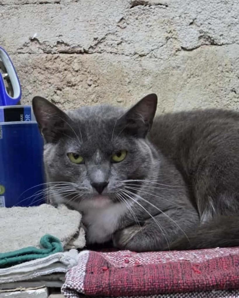 Fígara, gata de porte pequeno para adoção no Rio de Janeiro - RJ — foto 5 de 6