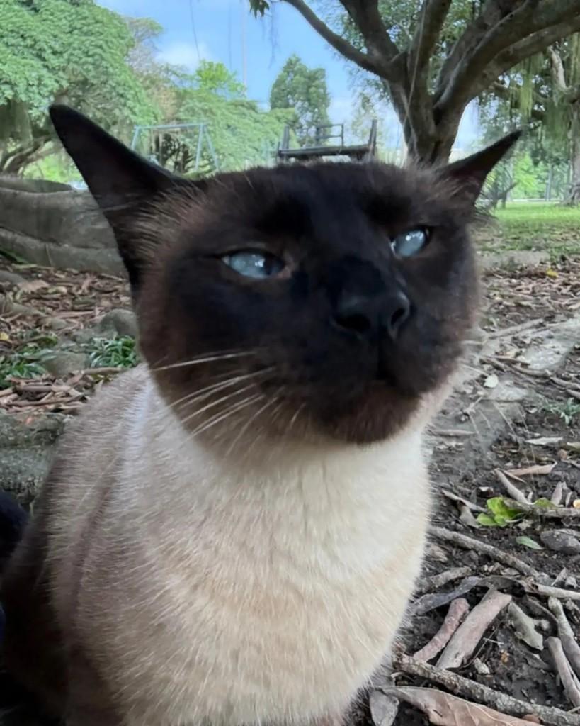 Zico, gato de porte médio para adoção no Rio de Janeiro - RJ