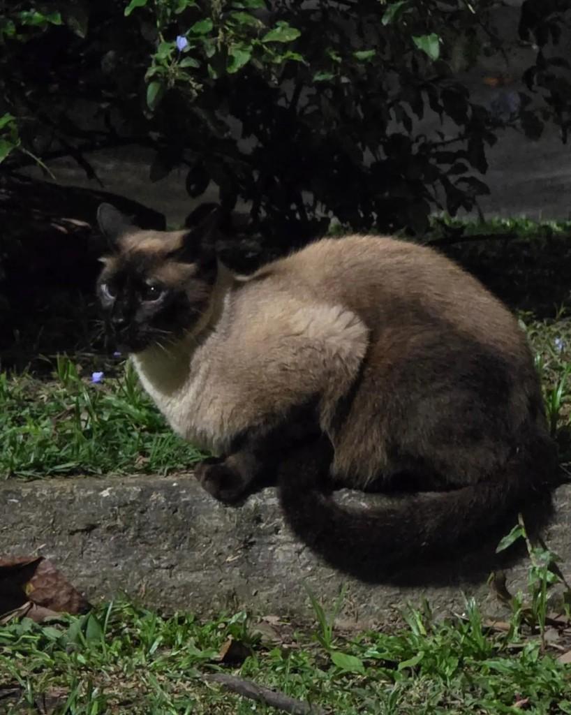 Zico, gato de porte médio para adoção no Rio de Janeiro - RJ — foto 2 de 2