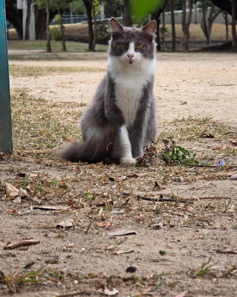Éluard Dalí, gata de porte médio para adoção no Rio de Janeiro - RJ — foto 2 de 4