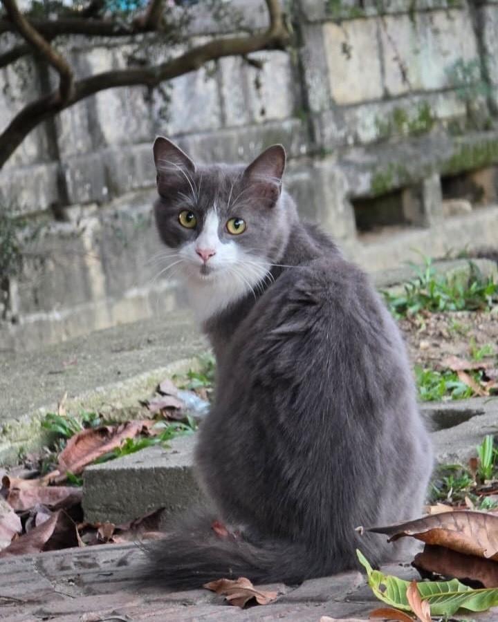 Éluard Dalí, gata de porte médio para adoção no Rio de Janeiro - RJ — foto 3 de 4