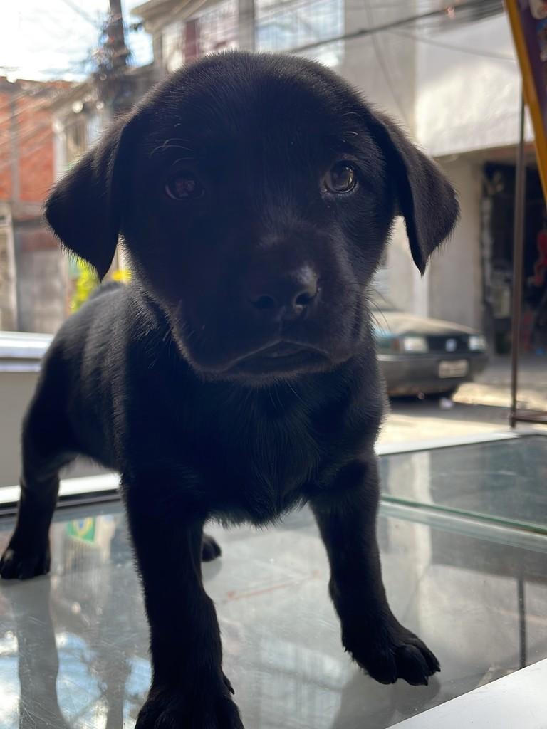 Nenê, cachorro de porte pequeno para adoção em São Paulo - SP