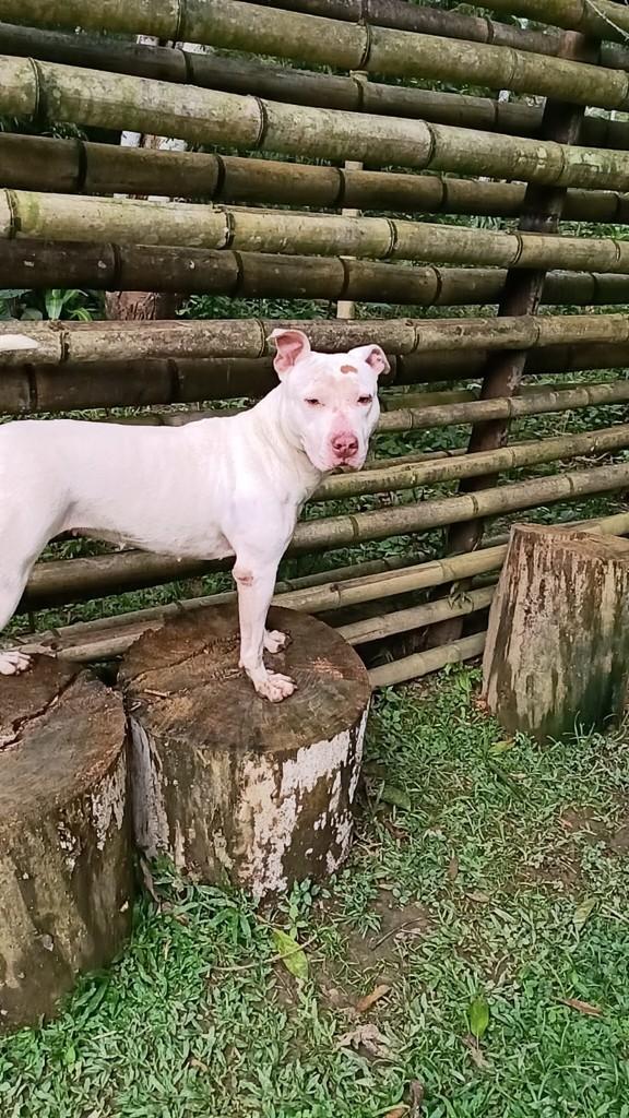 Shakira, cachorro de porte médio para adoção em São Paulo - SP