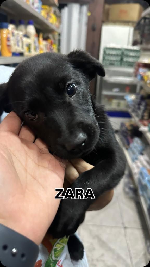 Zara, cadela de porte médio para adoção em São Paulo - SP
