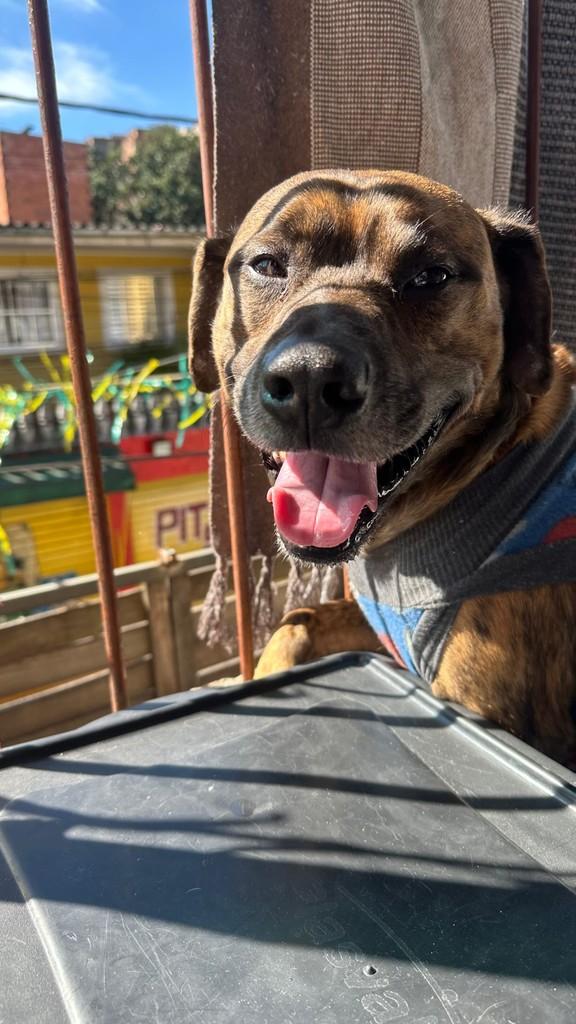 Bruce, cachorro de porte grande para adoção em São Paulo - SP