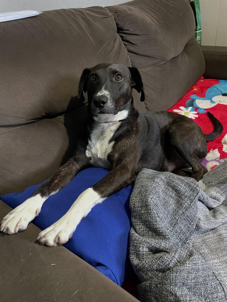 Pretinho, cachorro de porte médio para adoção em São Paulo - SP