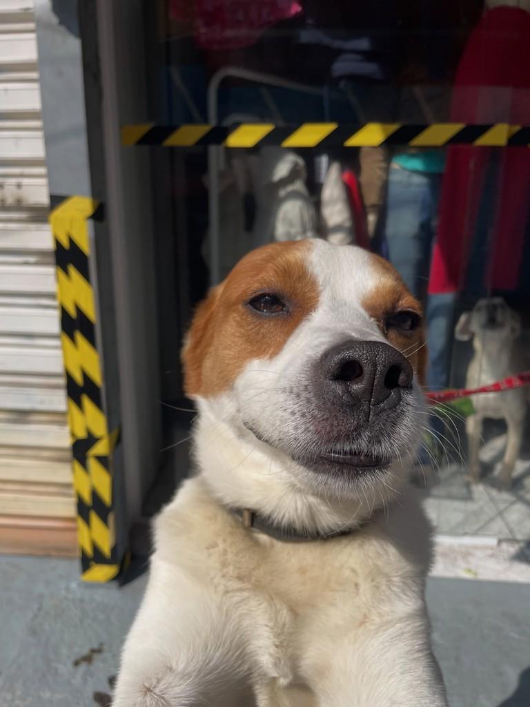 Tobias, cachorro de porte médio para adoção em São Paulo - SP