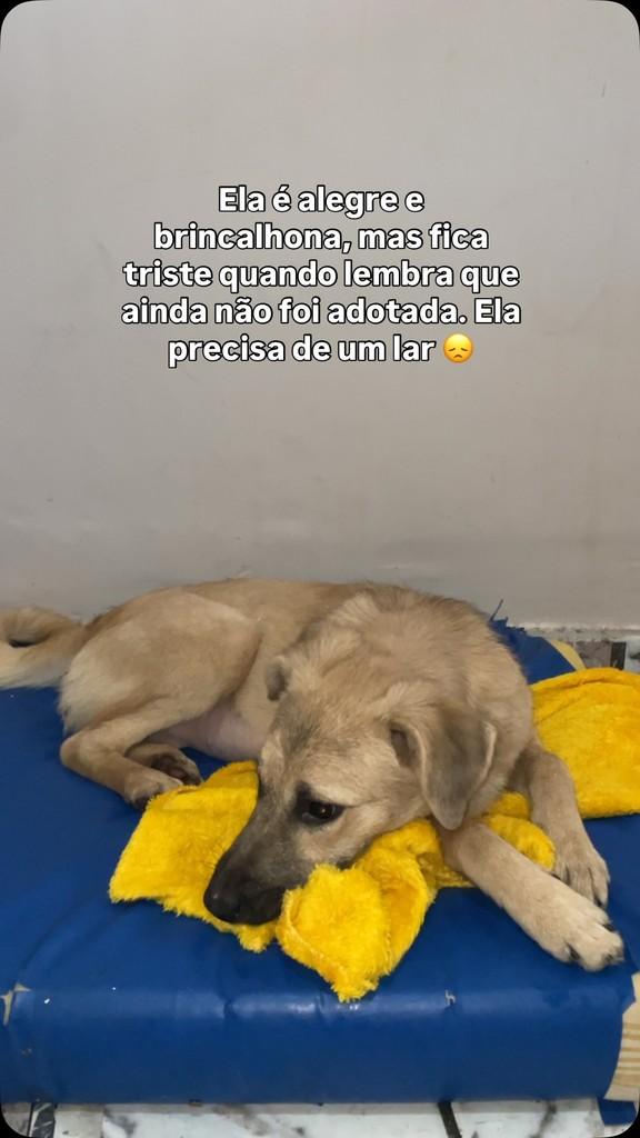 Ela, cachorro de porte pequeno para adoção em São Paulo - SP