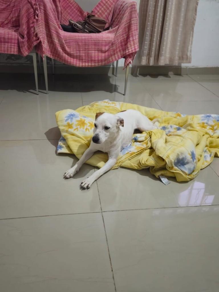 Gio, cadela de porte pequeno para adoção em São Paulo - SP