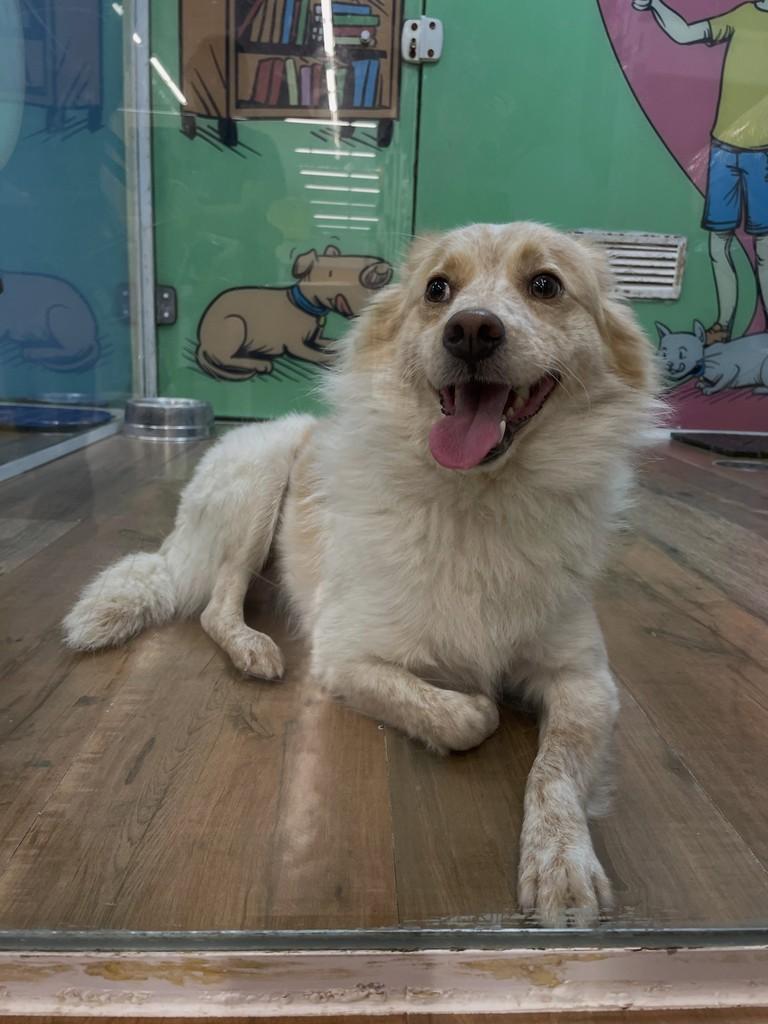 Phinias, cachorro de porte médio para adoção em São Paulo - SP