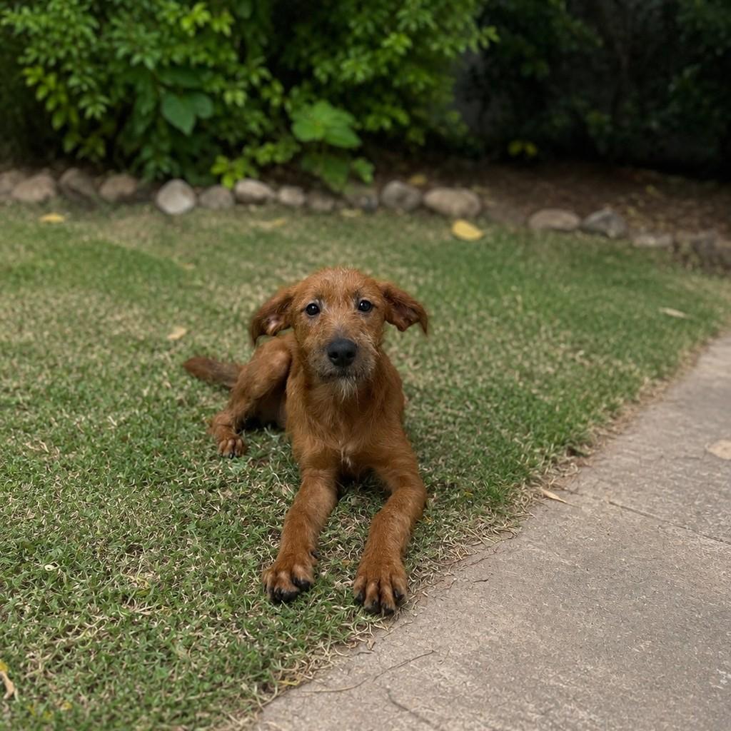 Danoninho, cachorro de porte pequeno para adoção em São Paulo - SP