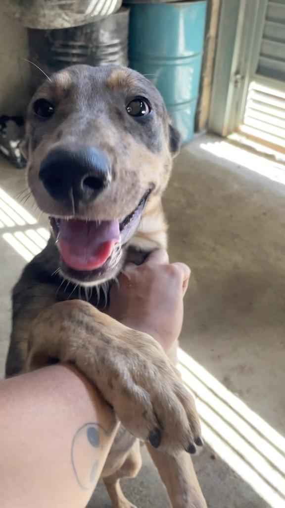 Bradock, cachorro de porte pequeno para adoção em São Paulo - SP