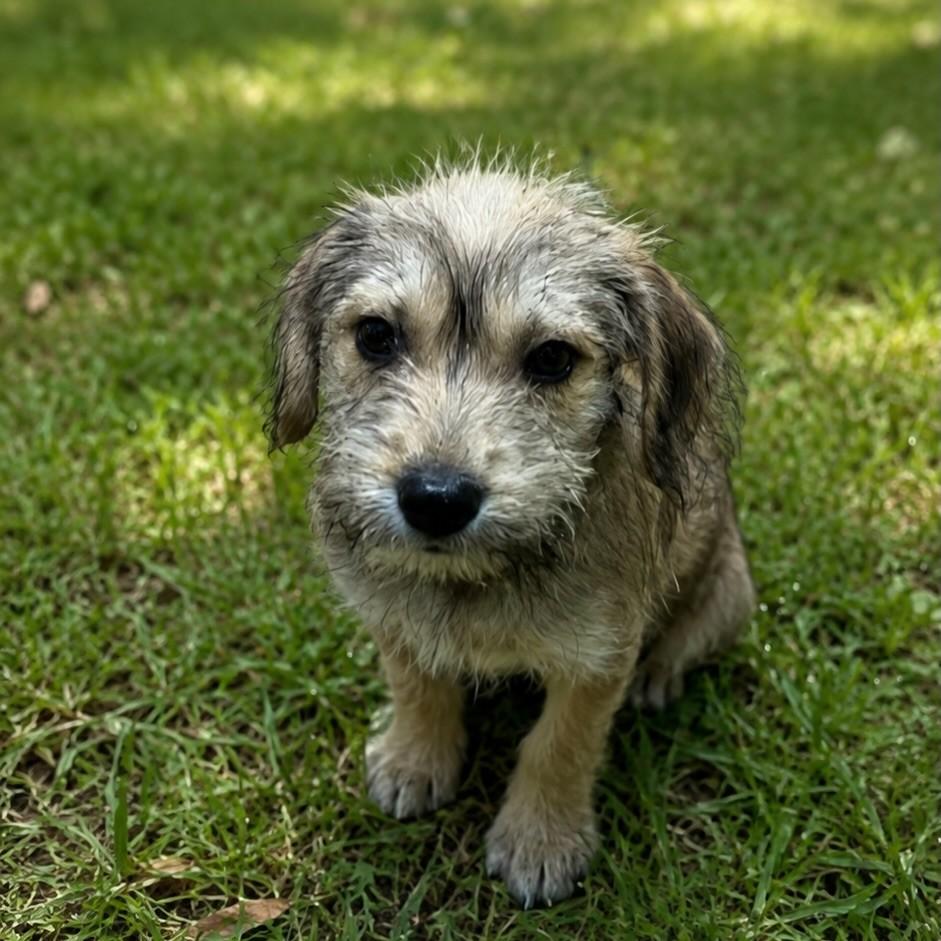 Levi, cachorro de porte pequeno para adoção em São Paulo - SP