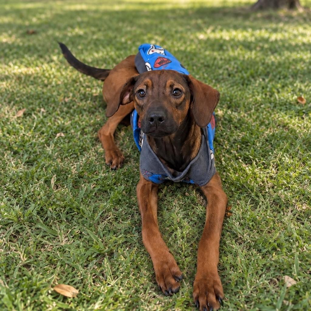 Toddynho, cachorro de porte pequeno para adoção em São Paulo - SP