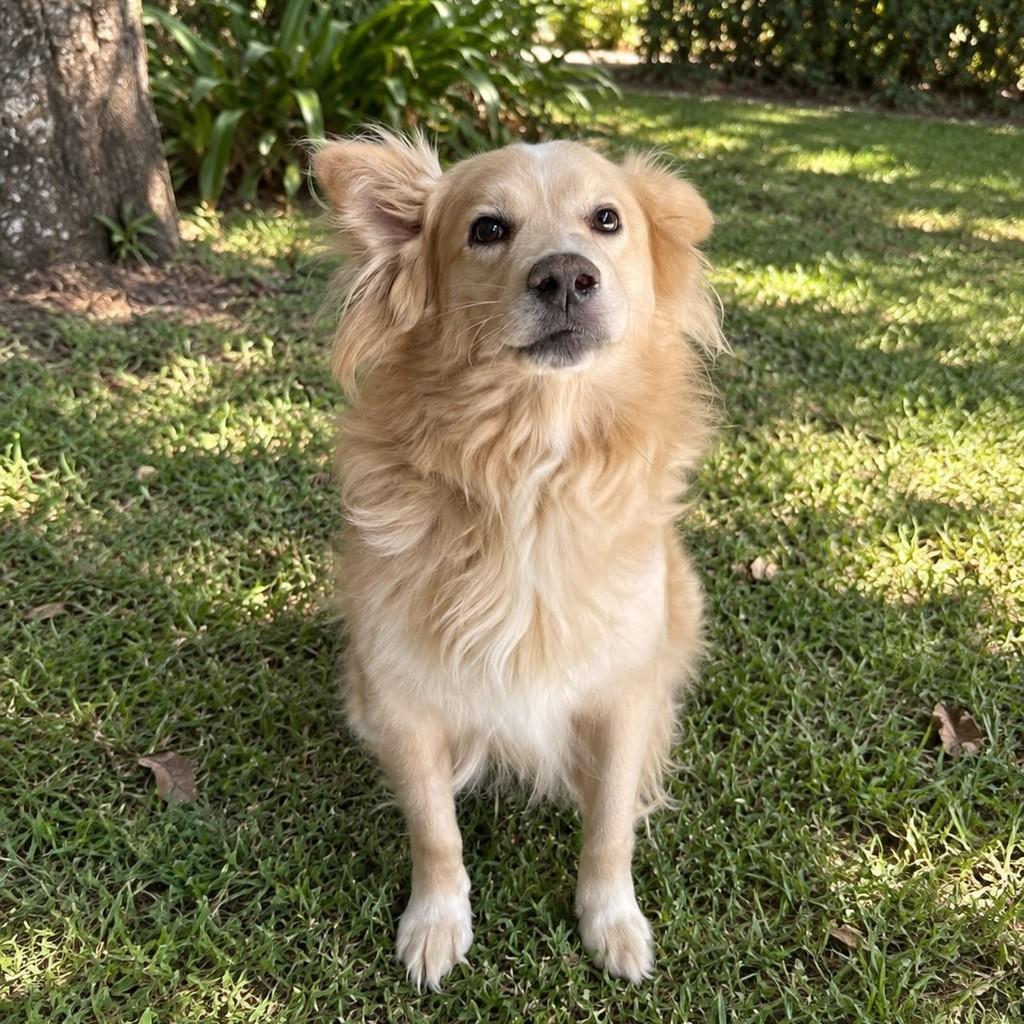 Ferb, cachorro de porte médio para adoção em São Paulo - SP