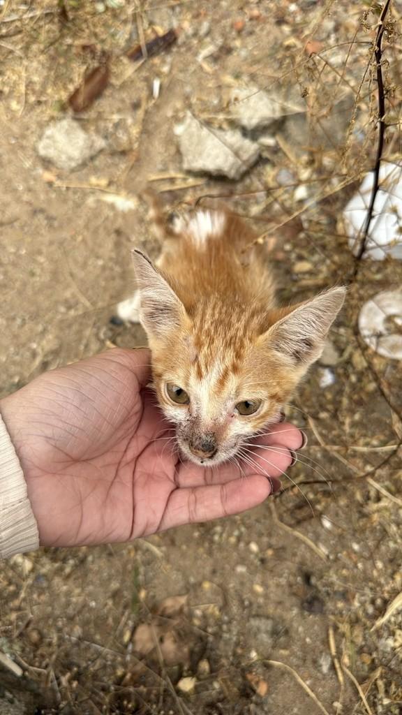 Tangerina, gato de porte pequeno para adoção em Jacundá - PA