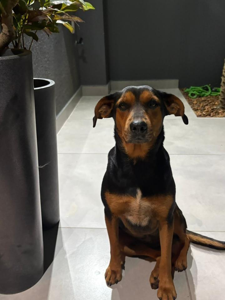Lili, cadela de porte médio para adoção em Jardim Alegre - PR