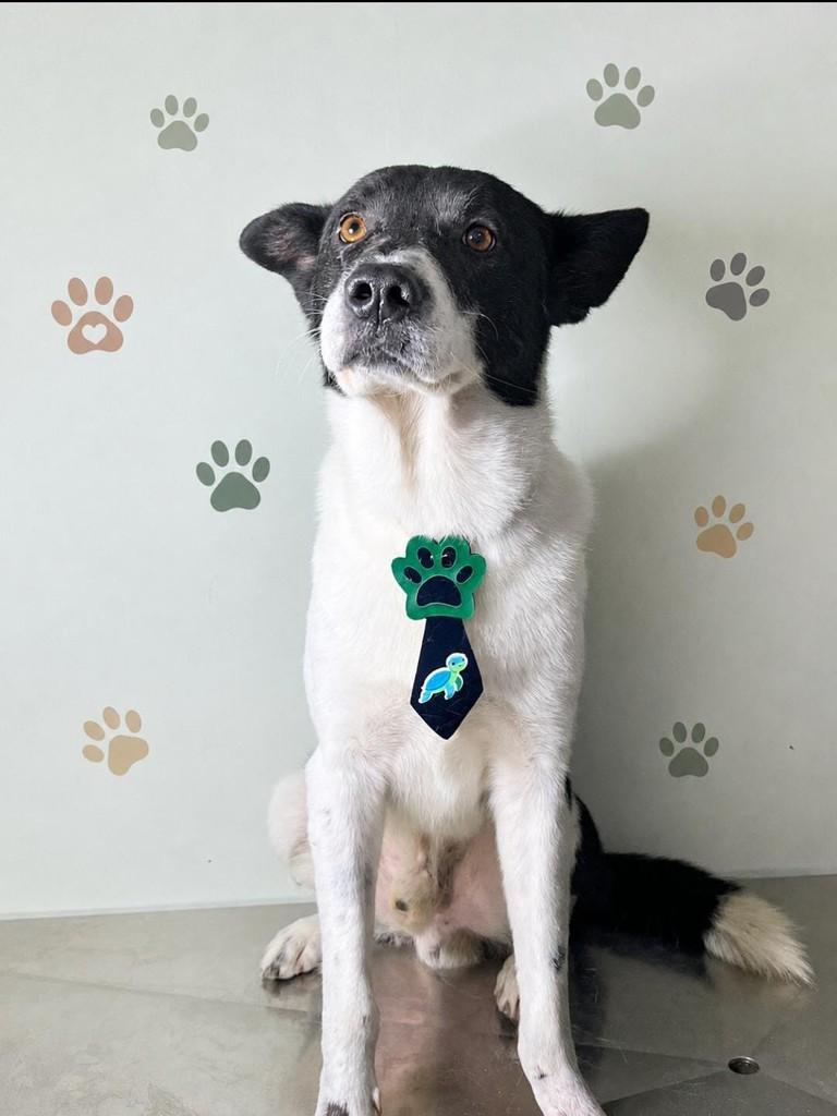 Fred, cachorro de porte médio para adoção em Jardim Alegre - PR