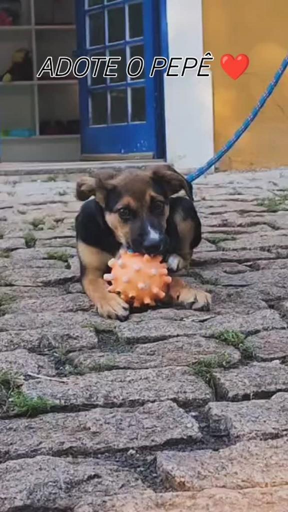 Pepê, cachorro de porte pequeno para adoção em Holambra - SP