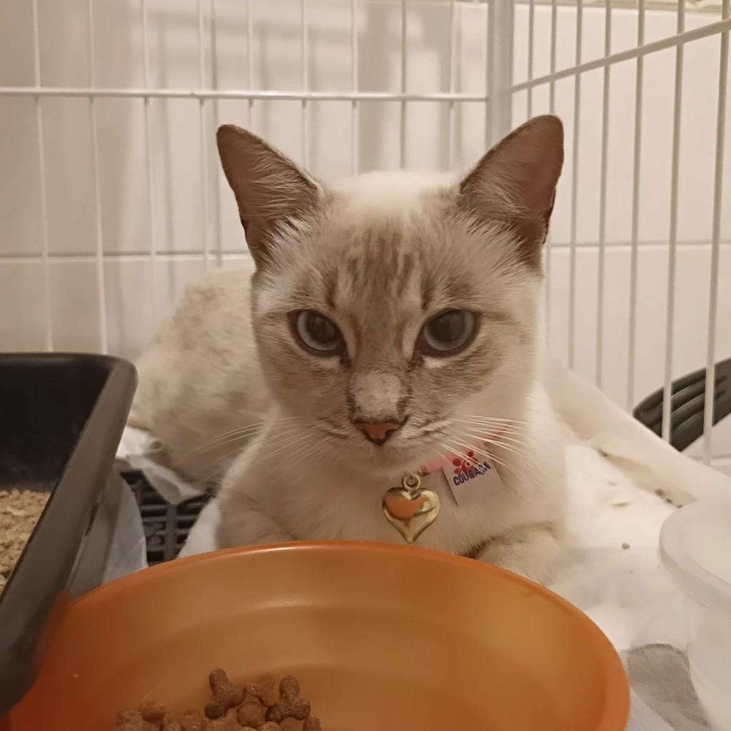 Fé, gata para adoção em Holambra - SP