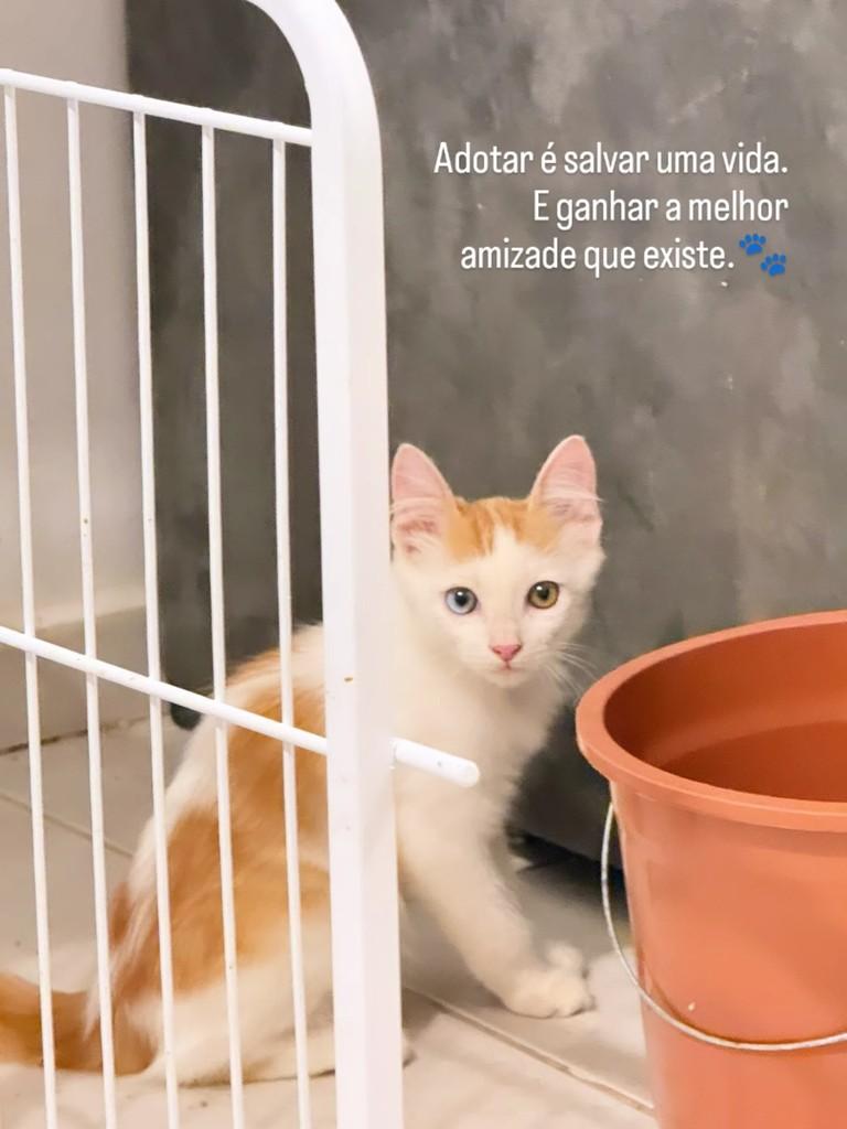 Rei, gato de porte pequeno para adoção em Holambra - SP