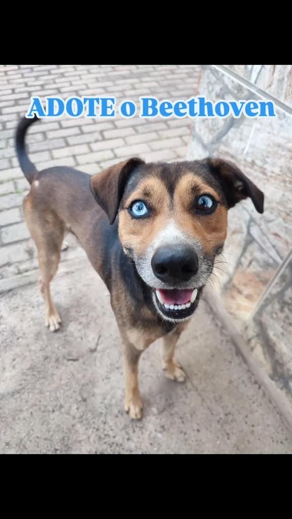 Beethoven, cachorro de porte médio para adoção em Holambra - SP